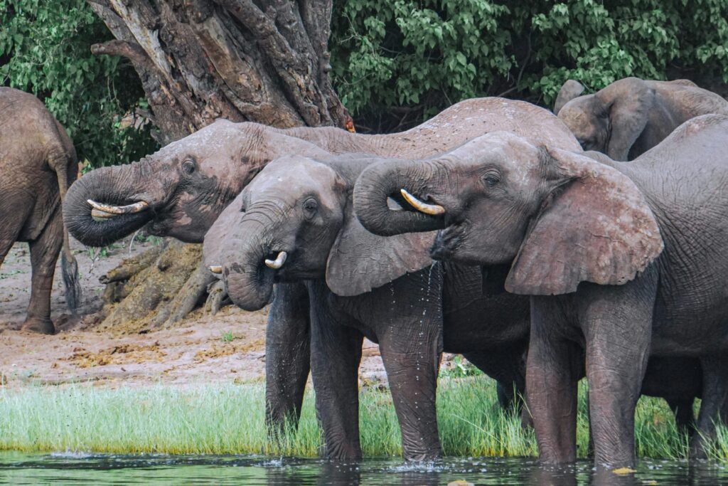 A herd of African elephants drinking water together in Botswana's lush wilderness.