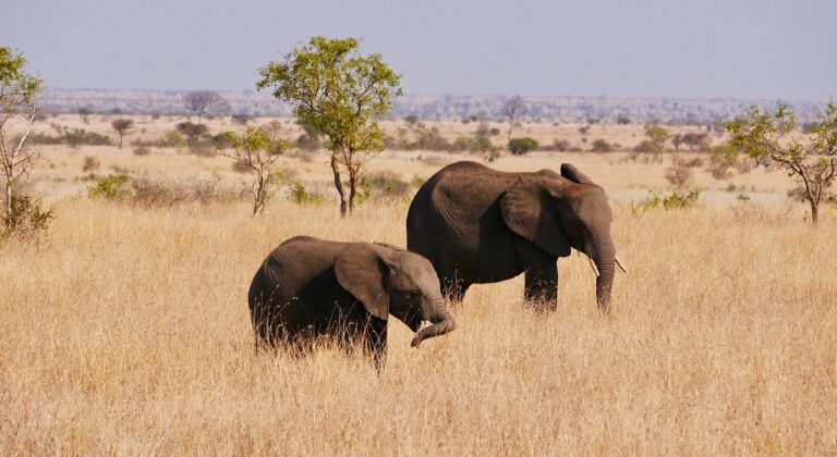 Sustainable Safari Travel Zambia